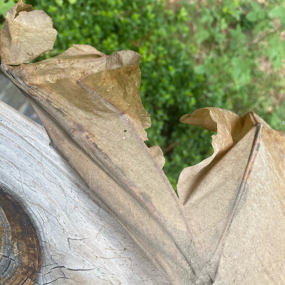 Large Brown Taxidermy Bat - Picture 10 of 11